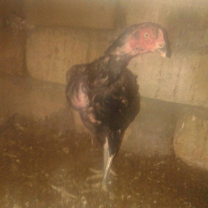 Heyrati fere. Ag 35 manat. Qara 30 manat. Sari 25 manat. Yergidirem on