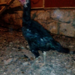 Heyrati fere. Ag 35 manat. Qara 30 manat. Sari 25 manat. Yergidirem on