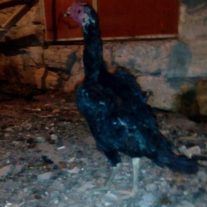 Heyrati fere. Cox yaxwi feredi boyuda yaxwidi. Ela