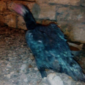 Heyrati fere. Cox yaxwi feredi boyuda yaxwidi. Ela cinsdi. Qara yawil