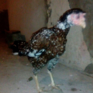 Heyrati fere. Boyuk feredi. 3kq700 cekisi var. Ist