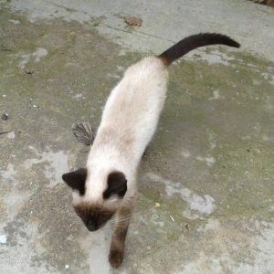 Siyam pişik, 5 aylıq , sağlam təmiz ev pişiyi, dişi, gözləri mavi. 30