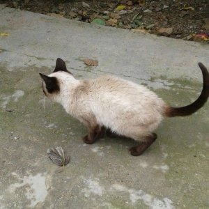 Siyam pişik, 5 aylıq , sağlam təmiz ev pişiyi, dişi, gözləri mavi. 30