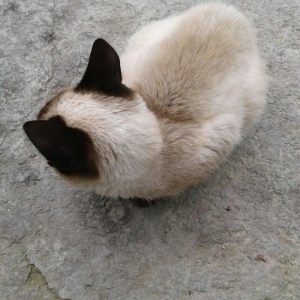 Siyam pişik, 5 aylıq , sağlam təmiz ev pişiyi, dişi, gözləri mavi. 30