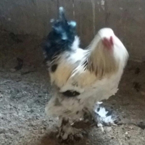 Esl damazlig 9 aylig brama xoruzu. Oriqinaldi. Barterde olar baxir ney