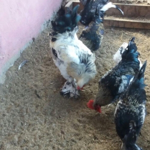 Esl damazlig 9 aylig brama xoruzu. Oriqinaldi. Barterde olar baxir ney