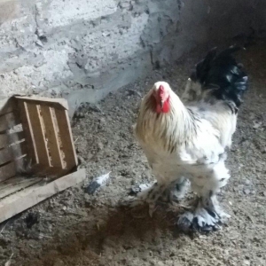 Oriqinal brama xoruzu 9 ayligdi. Tek qalib ona gor