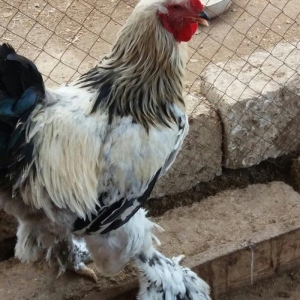 8 aylig brama xoruzu. Saglam esl damazligdi. Vatsap aktivdi. Barterde