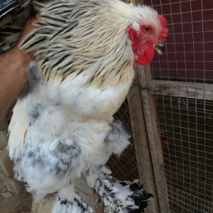 8 aylig brama xoruzu. Saglam esl damazligdi. Vatsap aktivdi. Barterde