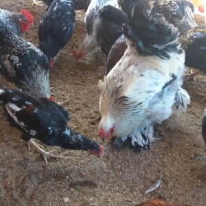 Esl damazlig 9 aylig brama xoruzu. Saglamdi. Barterde olar baxir neyne