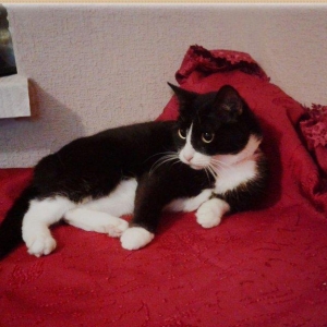 Молоденькая очаровательная кошечка ищет дом и надежных хозяев. Пристра