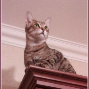 Кастрированный (не будет метить территорию, не будет громко мяукать! )