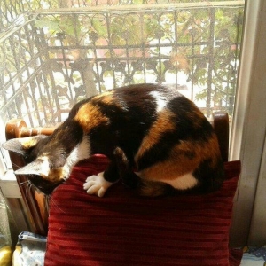 Домашняя чистенькая здоровая девочка (3 мес. ). Пристраивается Бесплат