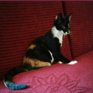 Домашняя чистенькая здоровая девочка (3 мес. ). Пристраивается Бесплат