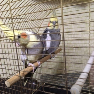 Korella Hazir Cut, yumurta qoymaga tam hazir quwla