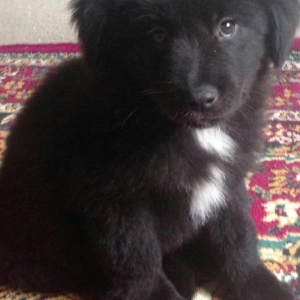 Coban iti. 1 ay yarimdi qaradi 50 qurd derman verilib