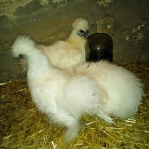 ponpon 3 fara tamiz qan harbir vaksni olnub .5 .6 