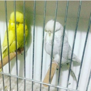 vistifka papuqay aliram bala ve cavan cutde olar a