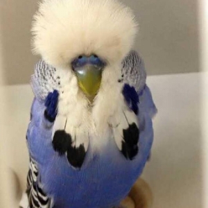 vistifka papuqay aliram bala ve cavan cutde olar aliram saxlam qus ols