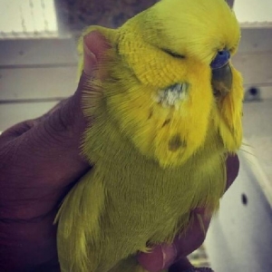 vistifka papuqay aliram bala ve cavan cutde olar aliram saxlam qus ols