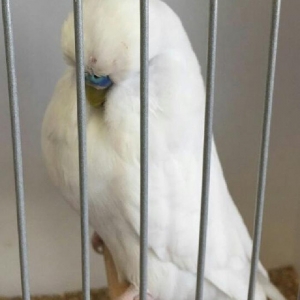 vistifka papuqay aliram bala ve cavan cutde olar aliram saxlam qus ols