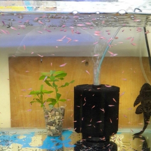 Cehrayi danio yerli artim. Olcusu 1. 5 sm. Qiymet 