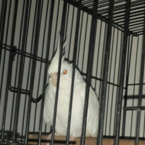 karella satiram aq disi tam hazir mayadi erkeyi uc