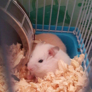 Tam saglam Xamyaklar satilir. Erkek ve diwi. Biri temiz ag digeri boz