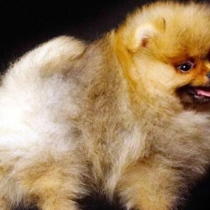 Pomeranian shpic-750$dan başlayan qiymətlərlə... Bütün sənədləriylə bi