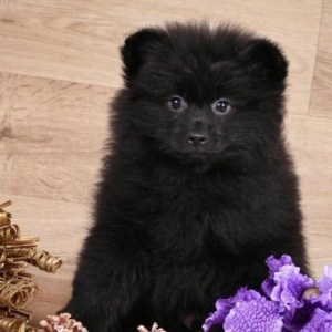 Pomeranian shpic-750$dan başlayan qiymətlərlə... Bütün sənədləriylə bi