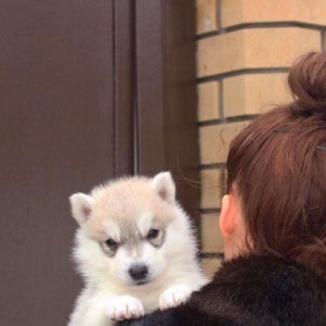 Sifarişlə Xaski balaları başlayan q. 7-10 gün ərzində Ukraynad