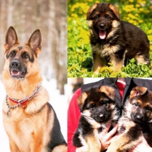 Şəkildəki nemeçski avçarkalar ata ana və balalardır. bala itlərin Ukra