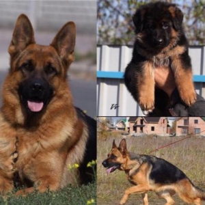 Şəkildəki nemeçski avçarkalar ata ana və balalardır. bala itlərin Ukra