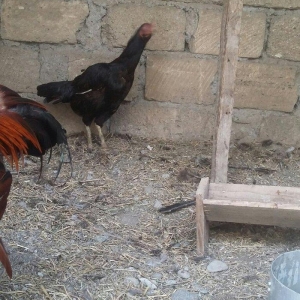 Ağdam xoruzu ve Feresi satilir razlasma yolu ile 