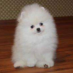 Her nev it satışı,Bakıda ve zakaza mumkundi.Her cinsin öz giymeti var