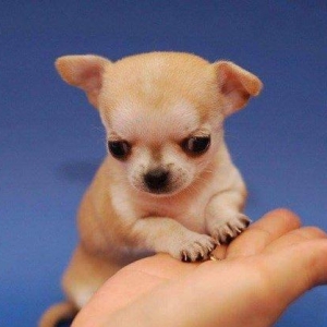 Бальшой выбор щенков чихуахуа,званити или пишити на ватсап,цены
