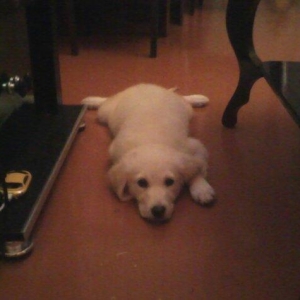 В продаже щенки лабрадора палевый и чёрный окрас,званити или пишите