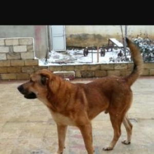 Yerli qafqaz coban iti. 3yaşı var. Hem döyüş hem qapı itidi. Beneyin q