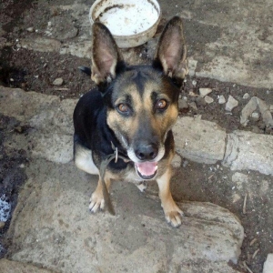 Afçarka satılır. Dil bilir. Iynəsi vurulub. Qiyməti 200 reyal alıcı na