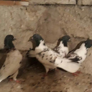 Qarabas 4 denedi 4 dude erkeydi 4de 16 tuktu 3 cip