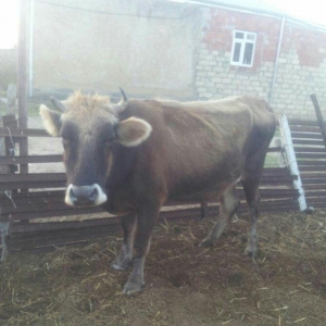 4cü qarına boğazdı, dekabrın axrına doğacaq, gün ərzində südü 6-7 litr