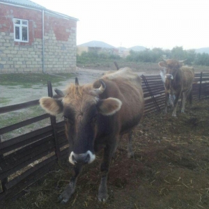 4cü qarına boğazdı, dekabrın axrına doğacaq, gün ərzində südü 6-7 litr