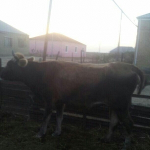 4cü qarına boğazdı, dekabrın axrına doğacaq, gün ərzində südü 6-7 litr