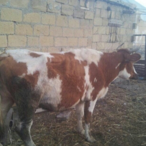 3cü qarına boğazdır, yanvarda da doğacaq, gün ərzində südü 7-8 litr ol