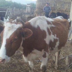 3cü qarına boğazdır, yanvarda da doğacaq, gün ərzində südü 7-8 litr ol