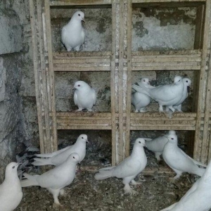 satilir 12 dene ag 12 13 tukler badam lelekler 50 