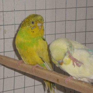 Salam hazir cut satilir. Iki defe bala verib birin