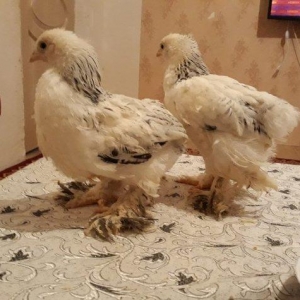 Brahma layt cuceleri ay yarimdi dordunu 100 manata vererem