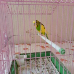 Papuqay tek qalib xoruzdu fwresi yoxdu qefesile birlikde satiram