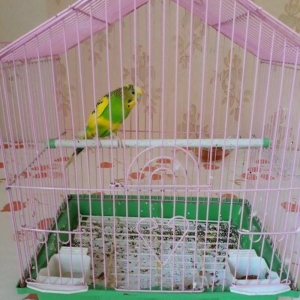 Papuqay tek qalib xoruzdu fwresi yoxdu qefesile birlikde satiram